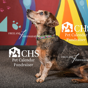 Fundraising Page: Morgan Porzsolt-Graves